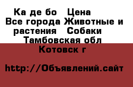 Ка де бо › Цена ­ 25 - Все города Животные и растения » Собаки   . Тамбовская обл.,Котовск г.